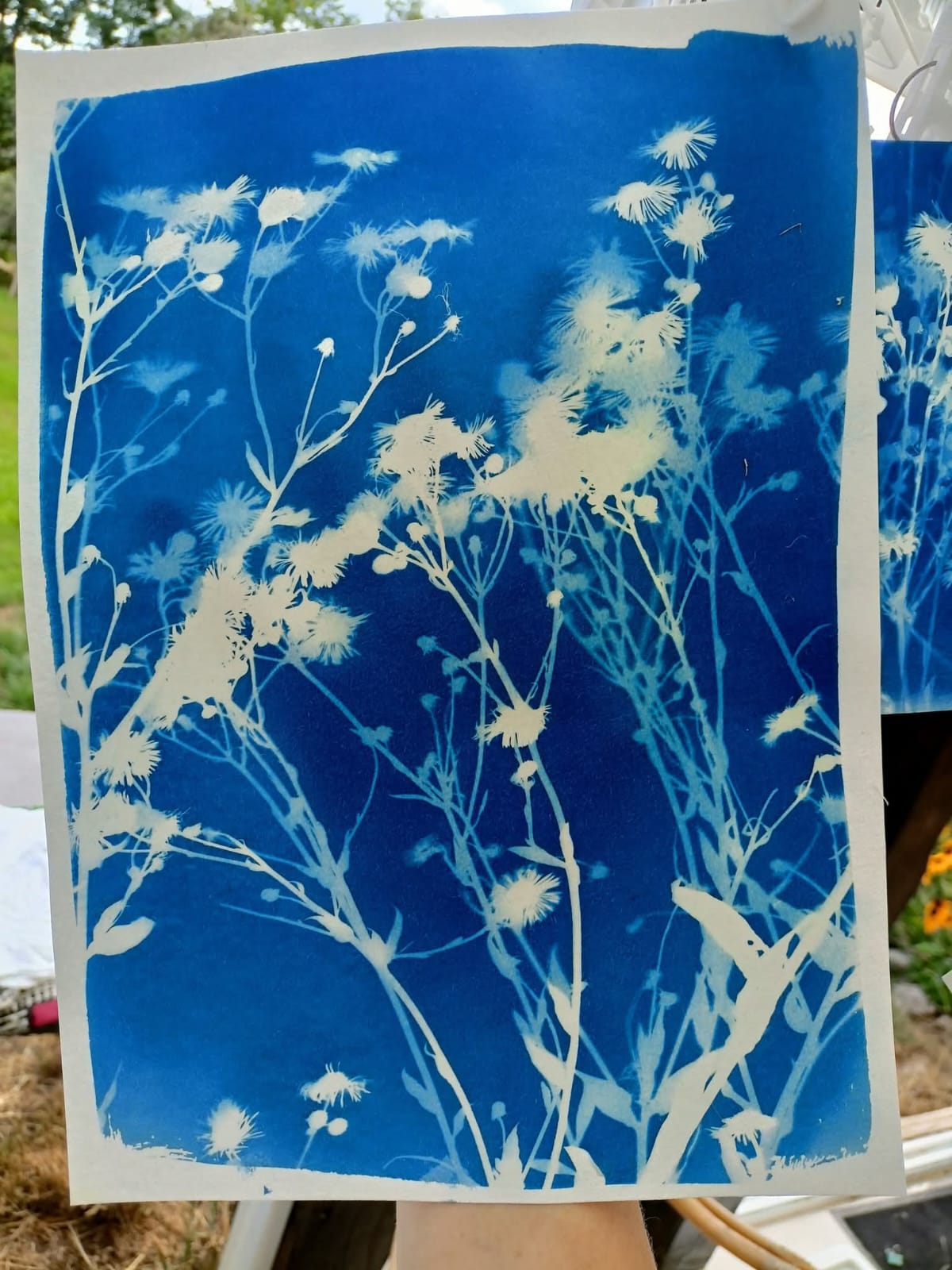Cyanotype